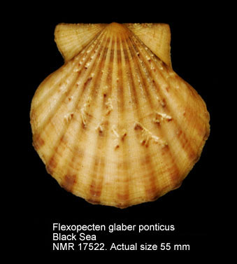 Flexopecten glaber ponticus (5).jpg - Flexopecten glaber ponticus(Bucquoy, Dautzenberg & Dollfus,1889)